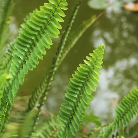 Pensjonat Dunavski Raj Golubac